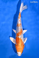13" KUJAKU