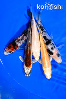 PACK OF (5) 3.75-4" MIXED STANDARD KOI