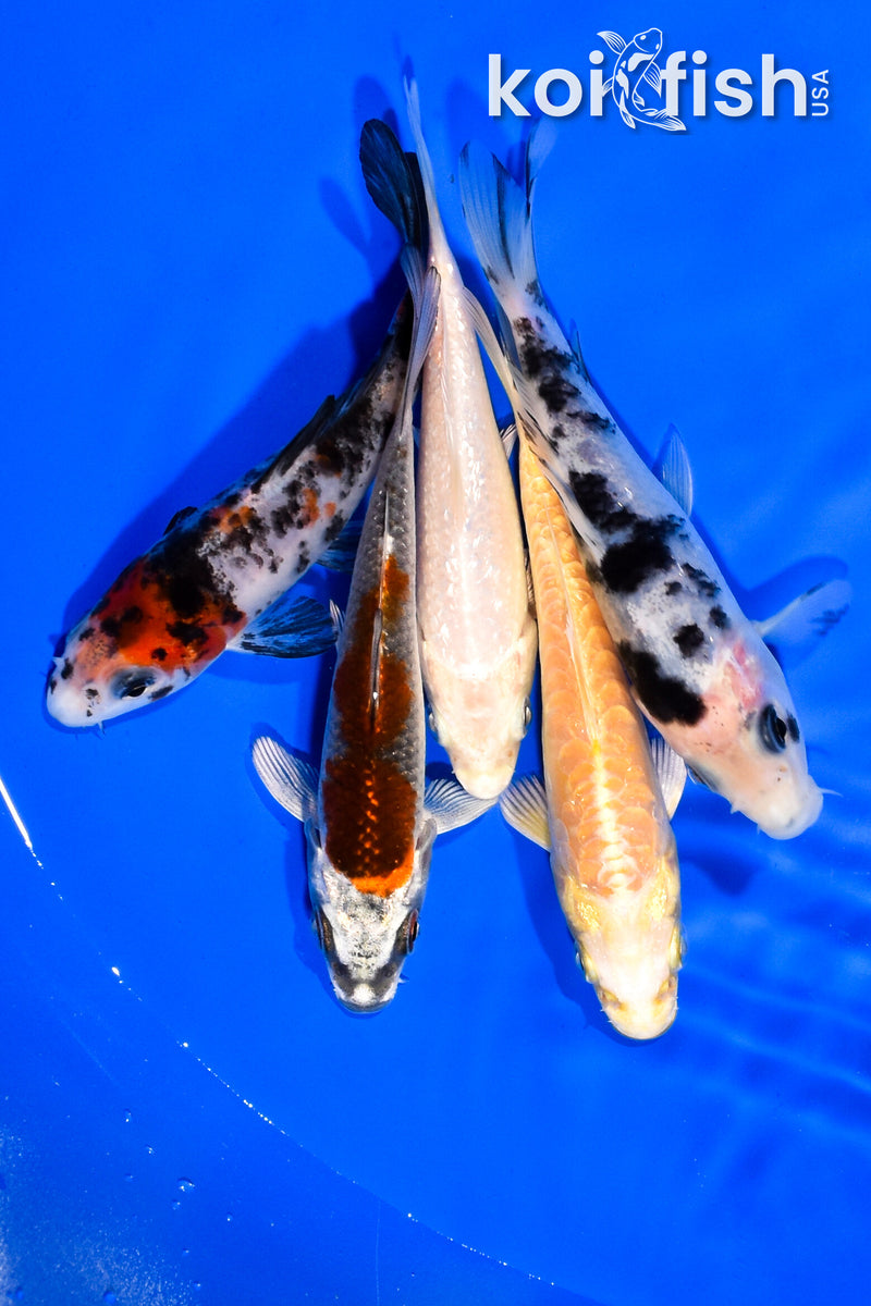 PACK OF (5) 3.75-4" MIXED STANDARD KOI