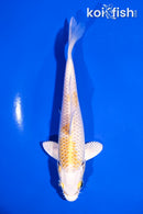 6" LEMON HARIWAKE