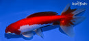 6" WAKIN GOLDFISH