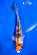 5" KUJAKU