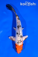 6" YAMATO NISHIKI
