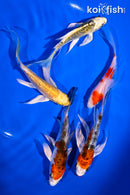 PACK OF (5) 4.5-6" BUTTERFLY KOI