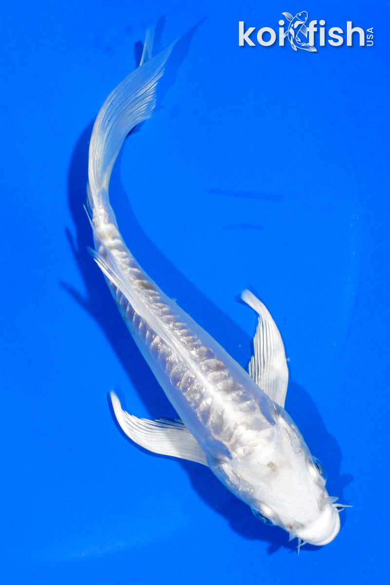 5" GINRIN DOITSU HARIWAKE BUTTERFLY