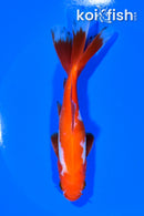 5.5" WAKIN GOLDFISH