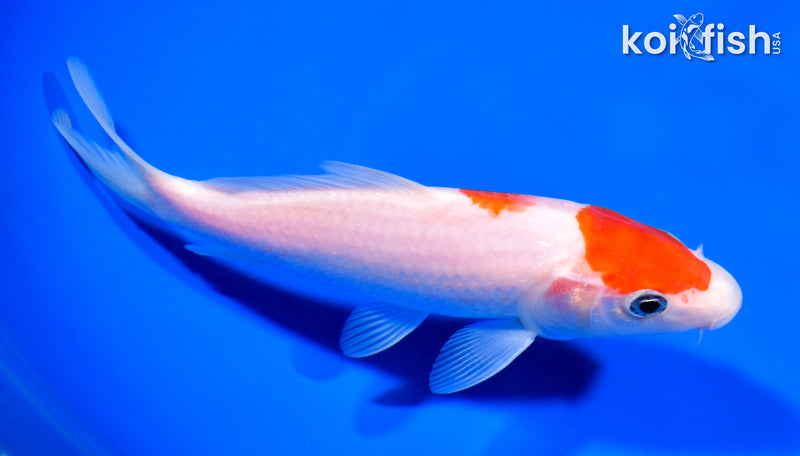 6.5" MARUTEN KOHAKU