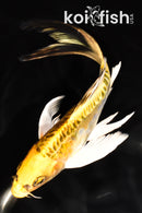 8.25" ARAGOKE KUJAKU BUTTERFLY