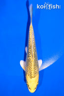 4.5" GINRIN KI MATSUBA
