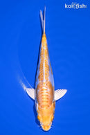 6" DOITSU LEMON HARIWAKE