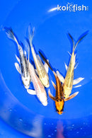 PACK OF (5) 5.25-5.5" BUTTERFLY KOI
