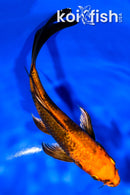 6" KIN HI UTSURI BUTTERFLY