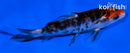 4.5" DOITSU SANKE
