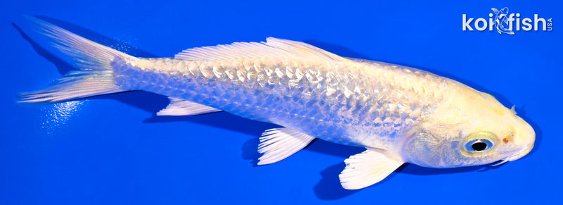 5.5" GINRIN YAMABUKI OGON