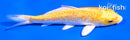 4.5" GINRIN YAMABUKI OGON