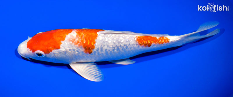 10.5" GINRIN HARIWAKE