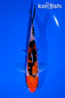 5.5" SANKE