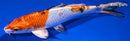 7.25" YAMATO NISHIKI