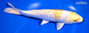 9" GINRIN LEMON HARIWAKE