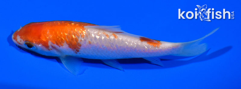 4" GINRIN KOHAKU