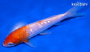 6" GINRIN KOHAKU