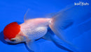 5" ORANDA GOLDFISH