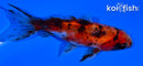 3.75" CALICO WAKIN GOLDFISH