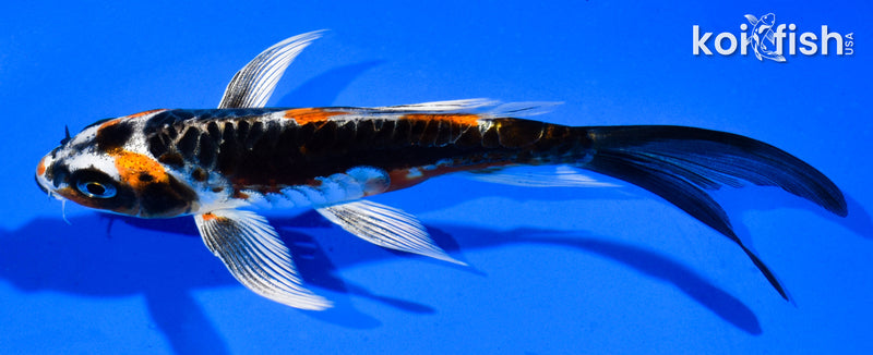 5.5" KIN KIKOKURYU BUTTERFLY