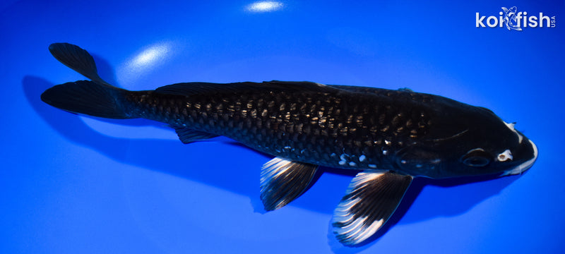 12" GINRIN MATSUKAWABAKE
