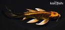 5.5" ARAGOKE BENI KIKOKURYU BUTTERFLY