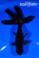 5.75" WATONAI GOLDFISH