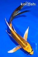 5.5" KI MATSUBA BUTTERFLY