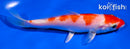 6" HARIWAKE