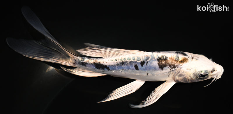 5.5" DOITSU GIN SHIRO BEKKO BUTTERFLY