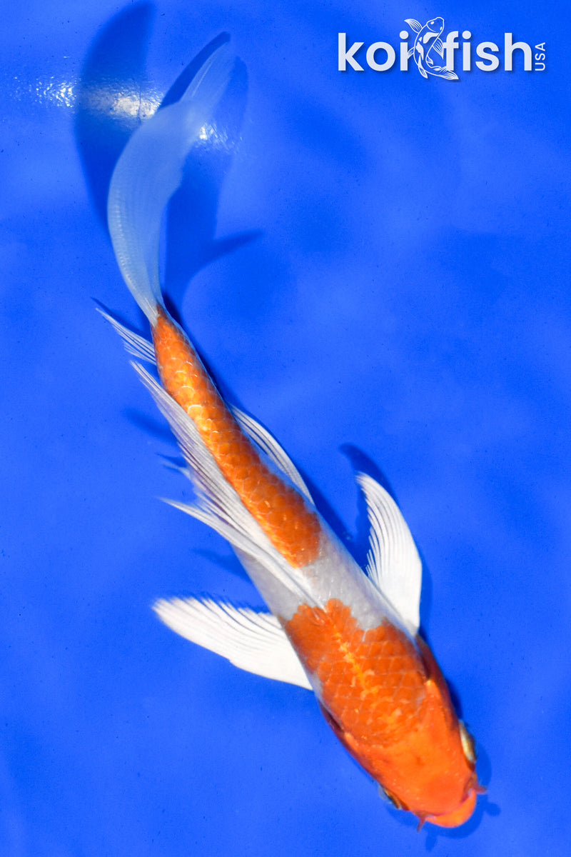 5.5" HARIWAKE BUTTERFLY