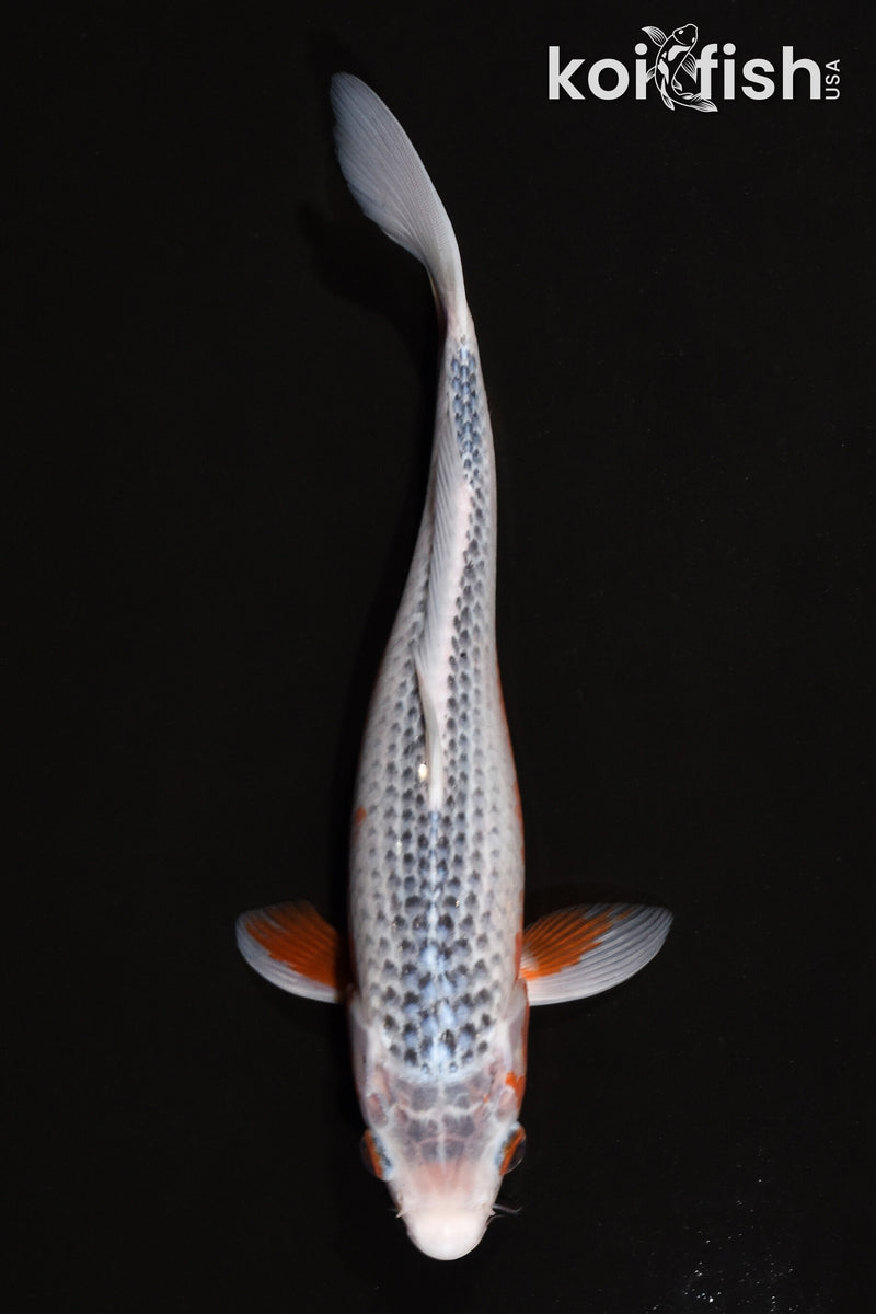 11" ASAGI