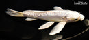10.25" KIN KIKOKURYU BUTTERFLY