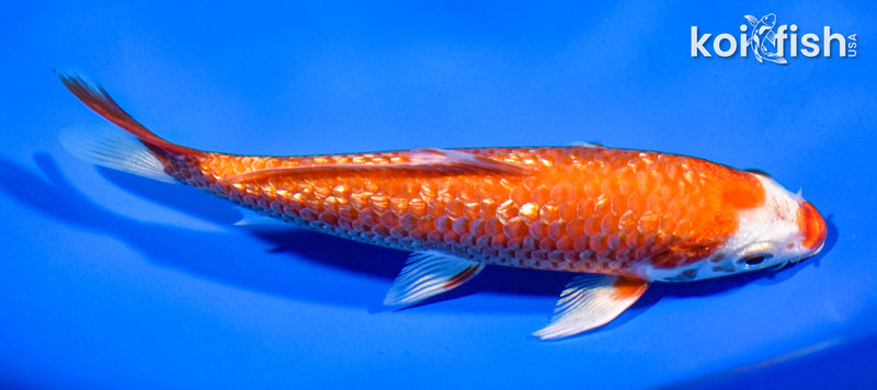 6" GINRIN HARIWAKE