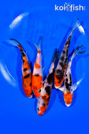 PACK OF (5) 4.25-5" STANDARD KOI