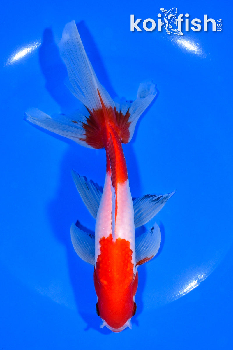 7" SARASA WATONAI GOLDFISH