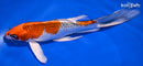 8.75" KUJAKU BUTTERFLY
