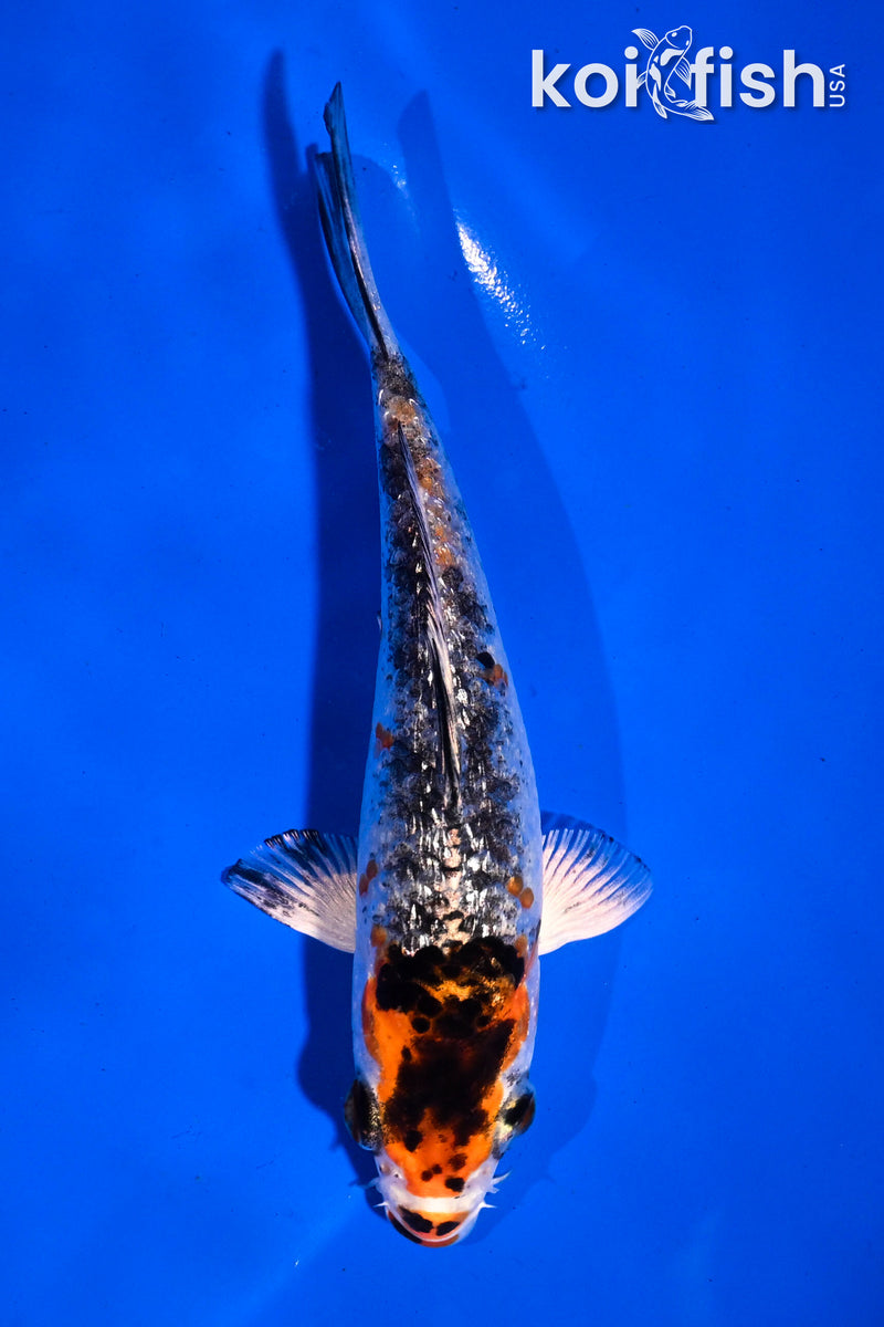 4.5" GINRIN YAMATO NISHIKI