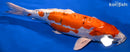 16.25" HEISEI NISHIKI