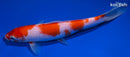 9.25" KUCHIBENI KOHAKU