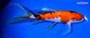 8.75" SANKE BUTTERFLY