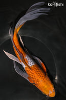 10.5" OCHIBA SHIGURE BUTTERFLY