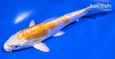 5.5" DOITSU LEMON HARIWAKE