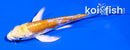 4" DOITSU LEMON HARIWAKE BUTTERFLY
