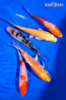 PACK OF (5) 4-5" STANDARD KOI