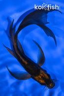 6.25" DOITSU KABUTO BUTTERFLY